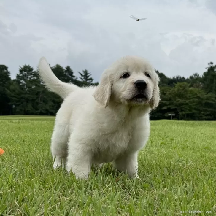 ID:2409-01449の子犬