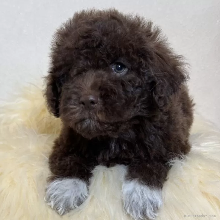 ID:2403-01763の子犬
