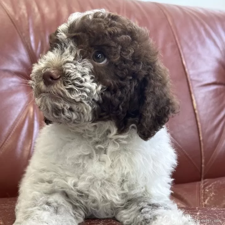 ID:2401-02035の子犬