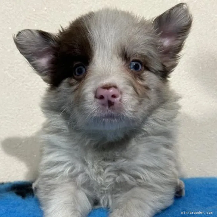 ID：2212-03158の子犬