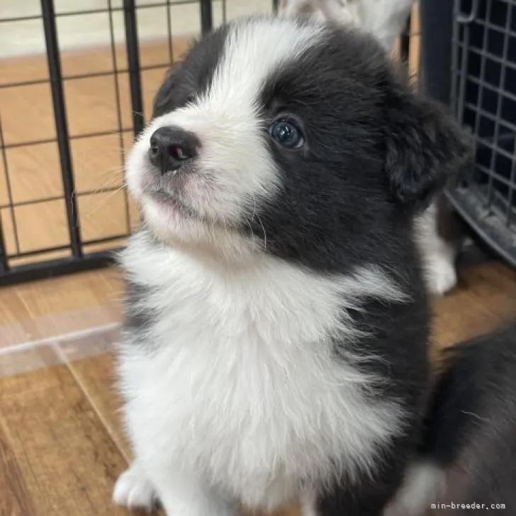 ID:2209-00344の子犬