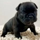 フレンチブルドッグ