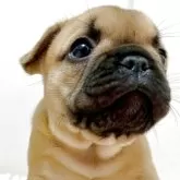 フレンチブルドッグ