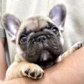 フレンチブルドッグ