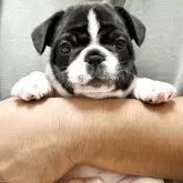 フレンチブルドッグ