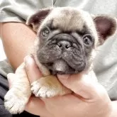 フレンチブルドッグ