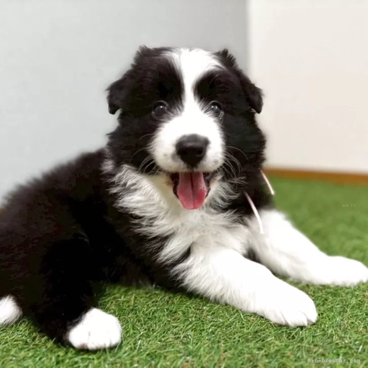 ID:2504-02130の子犬