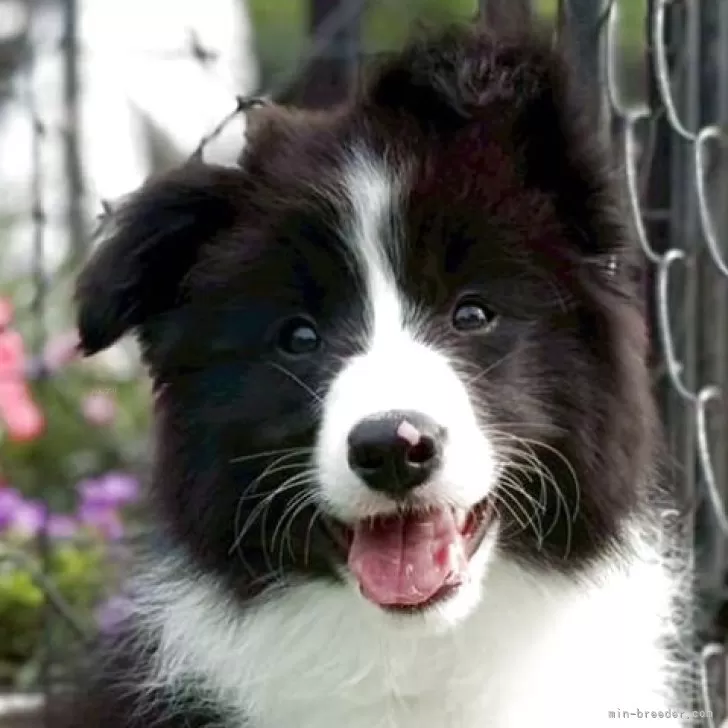 ID:2504-02107の子犬