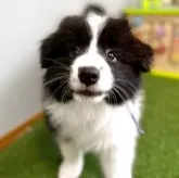 ボーダーコリー