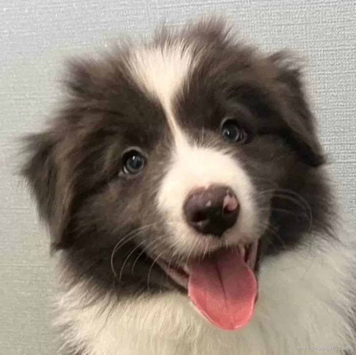 T.M 様のお迎えした子犬