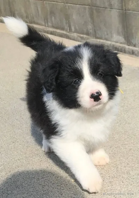 S.I 様のお迎えした子犬