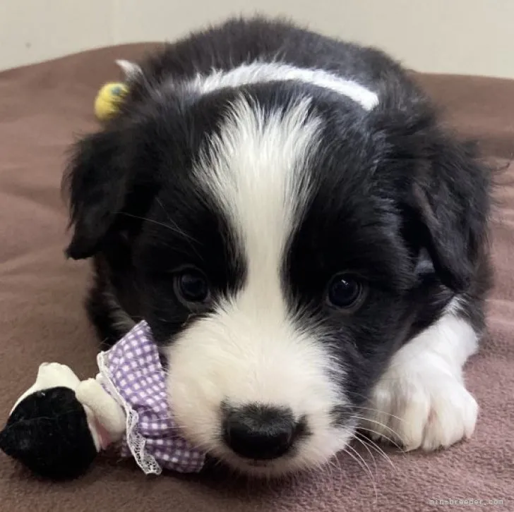 ID:2112-02385の子犬