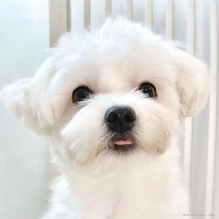 ID：2503-05434の子犬