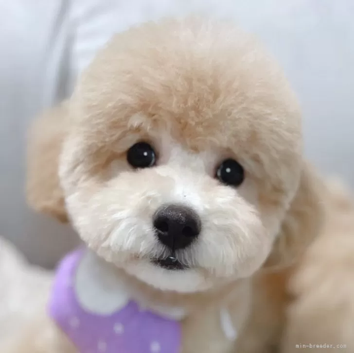 ID:2502-03321の子犬