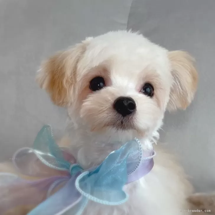 月丸 様のお迎えした子犬