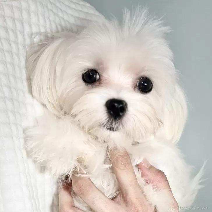 ID:2502-05530の子犬