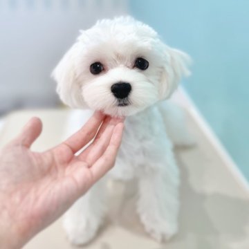 マルチーズ【福岡県・男の子・2025年1月20日・ホワイト】の写真「端正なお顔立ち、毛量バッチリ✨」