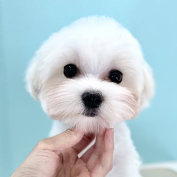 マルチーズ【福岡県・男の子・2025年4月25日・ホワイト】の写真「とってもかわいらしい子です❣️」