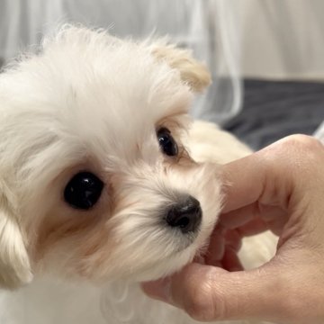 マルプー(トイプードル×マルチーズ)【福岡県・男の子・2025年9月12日・クリーム】の写真「おとなしくて懐っこくて小さくて可愛い子💕」