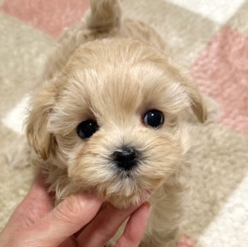 マルプー(トイプードル×マルチーズ)【福岡県・女の子・2025年9月12日・淡いアプリ】の写真「マイペースでとっってもかわいいです❣️」