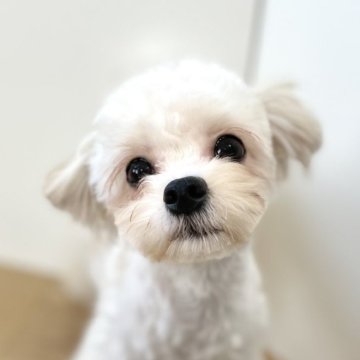 ミックス(マルチーズ×チワプー)【福岡県・女の子・2024年10月29日・クリーム】の写真「お目目大きく抜群にかわいいです！」