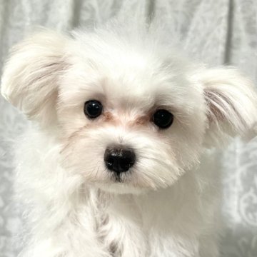 マルチーズ【福岡県・男の子・2025年4月25日・ホワイト】の写真「可愛く育ってきてます！」
