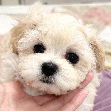 マルプー(トイプードル×マルチーズ)【福岡県・女の子・2025年8月22日・クリーム】の写真「きゅるんとタレ目のお目目がキュート✨」