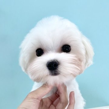 マルチーズ【福岡県・男の子・2025年4月25日・ホワイト】の写真「フワフワコート❣️整ったお顔立ち✨」