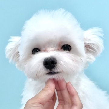 マルチーズ【福岡県・男の子・2025年4月25日・ホワイト】の写真「可愛く育ってきてます！小柄な子です」