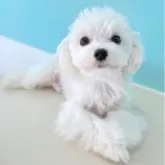 マルチーズ