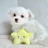 マルチーズ