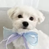 マルチーズ