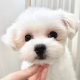 マルチーズ