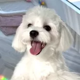 マルチーズ