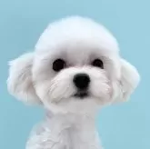 マルチーズ
