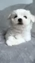 マルチーズ【福岡県・女の子・2025年1月2日・ホワイト】の写真2