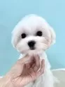 マルチーズ【福岡県・男の子・2025年4月25日・ホワイト】の写真4