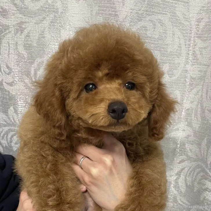 ID:2301-04571の子犬