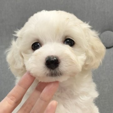 マルプー(マルチーズ×プードル)【福岡県・男の子・2023年8月15日・クリーム】の写真「のんびりさんでお膝で寝ちゃいます」