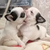 チワワ(スムース)【大阪府・男の子・2025年9月29日・パーティ】の写真14「右の子🐾」