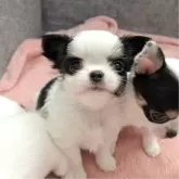 チワワ(ロング)【大阪府・男の子・2025年2月11日・ホワイト&ブラックタン】の写真7「イケワンです🐾」