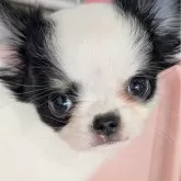 チワワ(ロング)【大阪府・男の子・2025年9月29日・ホワイトブラックタン】の写真9