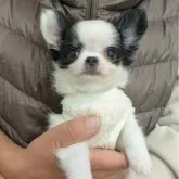 チワワ(ロング)【大阪府・男の子・2025年9月29日・ホワイトブラックタン】の写真2「女の子みたいなお顔しているんです☺️」