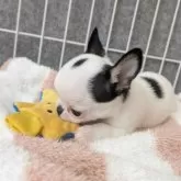 チワワ(スムース)【大阪府・男の子・2025年9月29日・パーティ】の写真4