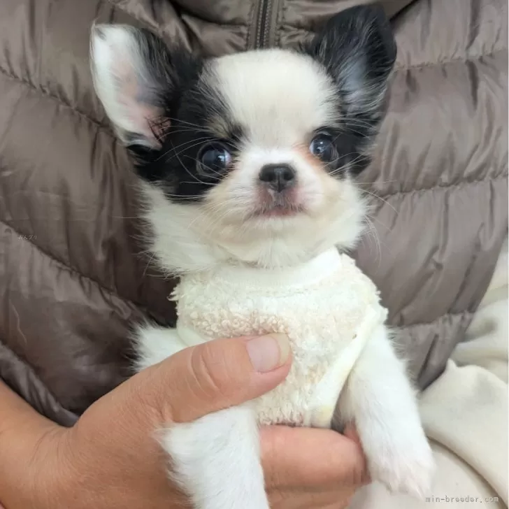 チワワ(ロング)【大阪府・男の子・2025年9月29日・ホワイトブラックタン】の写真1「どんどん可愛くなっていっています💓」