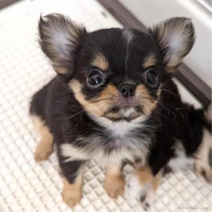 ID：2411-05223の子犬