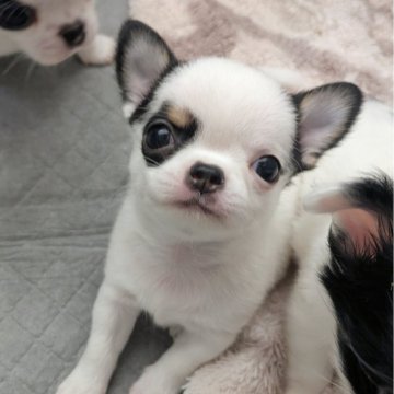 チワワ(スムース)【大阪府・男の子・2025年9月29日・ホワイト&ブラックタン】の写真「仔猫みたいな男の子🐱💙」