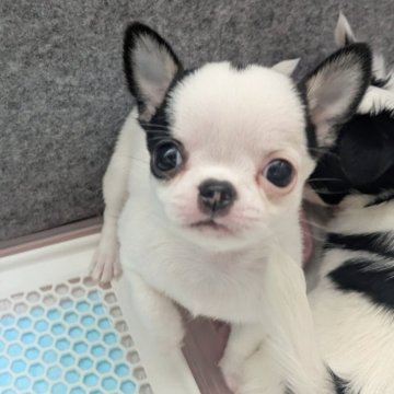 チワワ(スムース)【大阪府・男の子・2025年9月29日・パーティ】の写真「お鼻の短いかわいい男の子🐱💙」