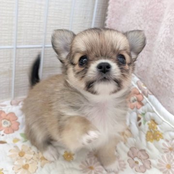 チワワ(ロング)【大阪府・女の子・2025年6月5日・レッド&ホワイト】の写真「かわいいおめめの女の子🐶🩷」