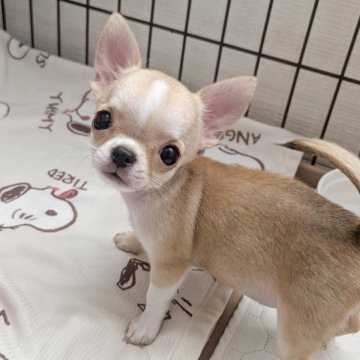 チワワ(スムース)【大阪府・女の子・2025年6月5日・レッドホワイト】の写真「かわいいスムースちゃん🩷」